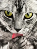 Photo d'un chat se léchant la patte.